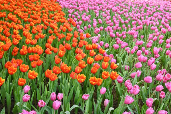 Piękny Różowy Pomarańczowy Tulipan Ogrodzie Naturalne Tło — Zdjęcie stockowe