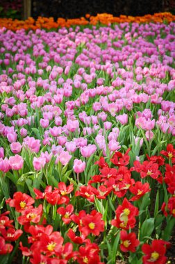 Bahçede güzel pembe ve kırmızı lale