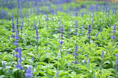 güzel lavanta tarlası, doğal arka plan