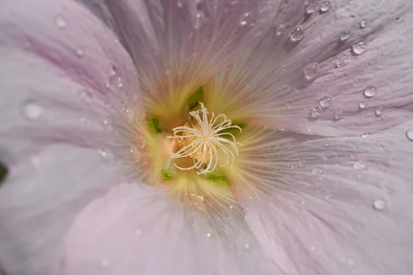 Zbliżenie Piękny Różowy Kwiat Naturalne Tło — Zdjęcie stockowe