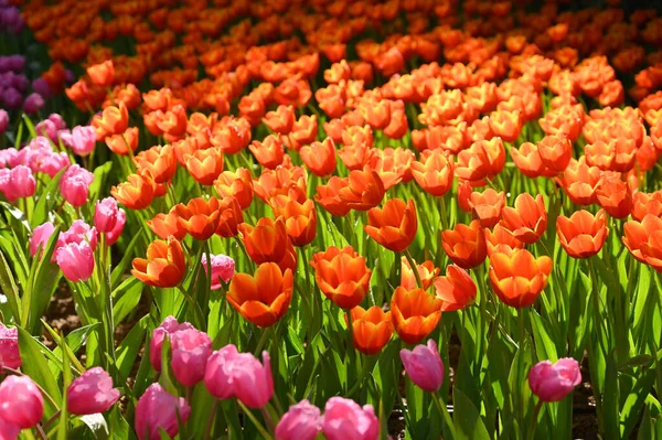 Beautiful Orange Tulip Garden Natural Background — Stock Photo, Image