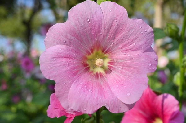 Zbliżenie Piękny Różowy Kwiat Naturalne Tło — Zdjęcie stockowe