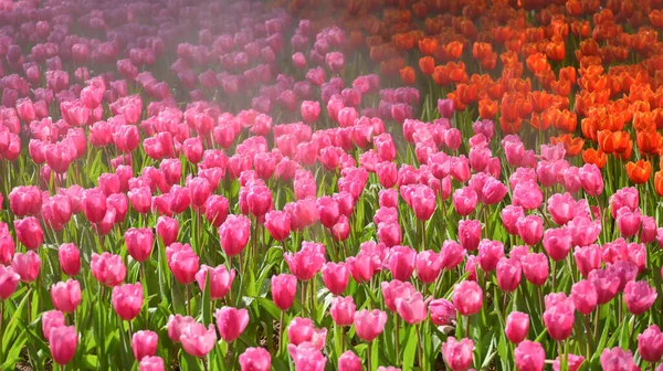 Beautiful Pink Tulip Garden Natural Background — Photo