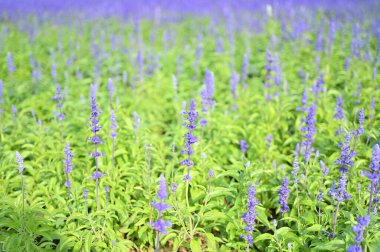 güzel lavanta tarlası, doğal arka plan