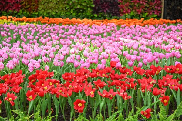 Piękny Różowy Czerwony Tulipan Ogrodzie — Zdjęcie stockowe