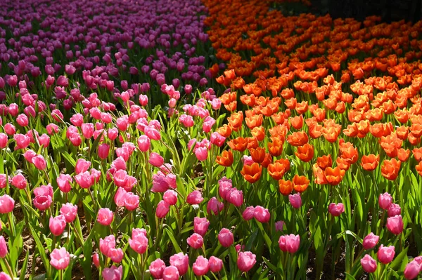 Beautiful Orange Pink Tulip Garden Natural Background — Stok fotoğraf