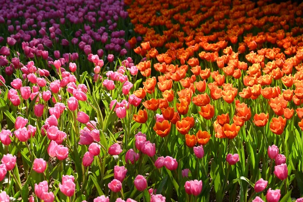 Beautiful Orange Pink Tulip Garden Natural Background — Zdjęcie stockowe