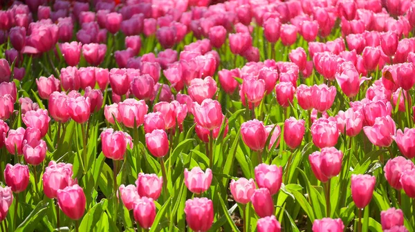 stock image beautiful pink tulip in the garden, natural background