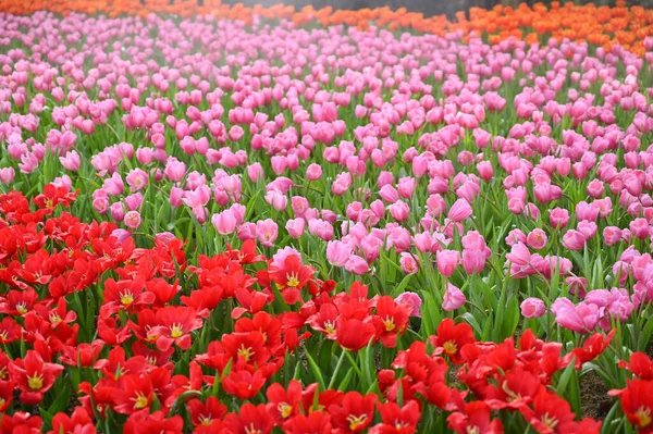 Piękny Różowy Czerwony Tulipan Ogrodzie — Zdjęcie stockowe