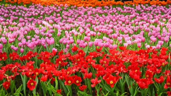 Beautiful Pink Red Tulip Garden — Foto de Stock