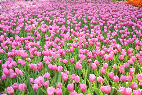 Piękny Różowy Tulipan Ogrodzie Naturalne Tło — Zdjęcie stockowe