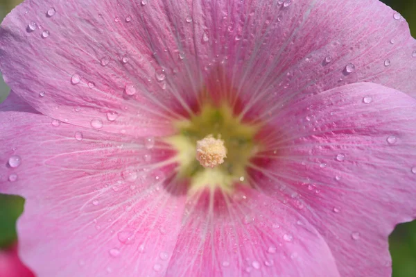 Detailní Záběr Krásná Růžová Květina Přírodní Pozadí — Stock fotografie