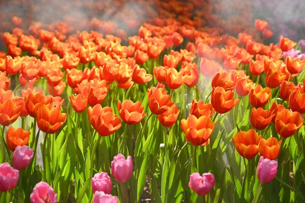 Piękny Pomarańczowy Tulipan Ogrodzie Naturalne Tło — Zdjęcie stockowe