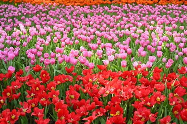 Красивый Розовый Красный Тюльпан Саду — стоковое фото
