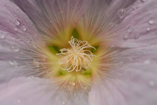 特写美丽的粉红花朵 自然背景 — 图库照片