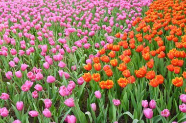beautiful pink and orange tulip in the garden, natural background