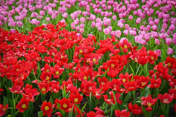 Schöne Rosa Und Rote Tulpe Garten — Stockfoto