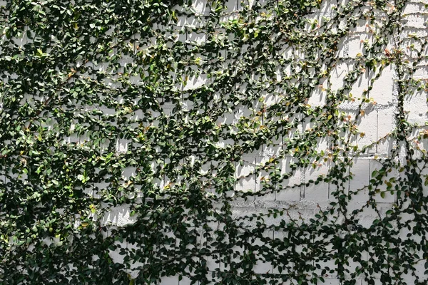 Zöld Borostyán Levelek Városi Fehér Tégla Fal Napfény Árnyék — Stock Fotó