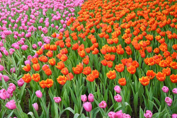 Schöne Rosa Und Orangefarbene Tulpe Garten Natürlicher Hintergrund — Stockfoto