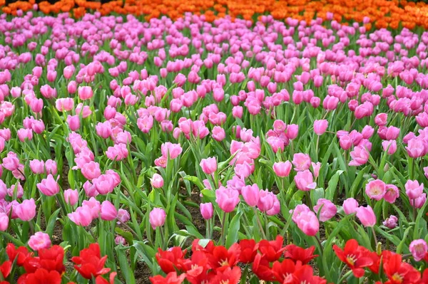 Красивый Розовый Красный Тюльпан Саду — стоковое фото