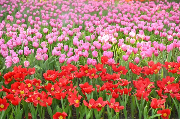 Beautiful Red Pink Tulip Garden Natural Background — стоковое фото