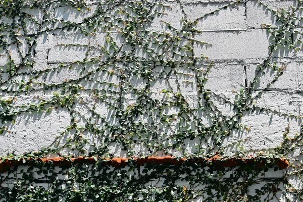 Green Ivy Leaves Urban White Brick Wall Sunligth Shadow — Stock Photo, Image