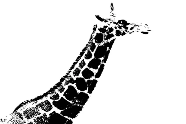 Силует Моделі Жирафа Стоїть Ізольовано Білому Тлі — стокове фото