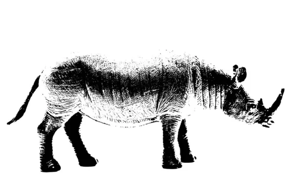 Силует Моделі Носорогів Стоїть Ізольовано Білому Тлі — стокове фото