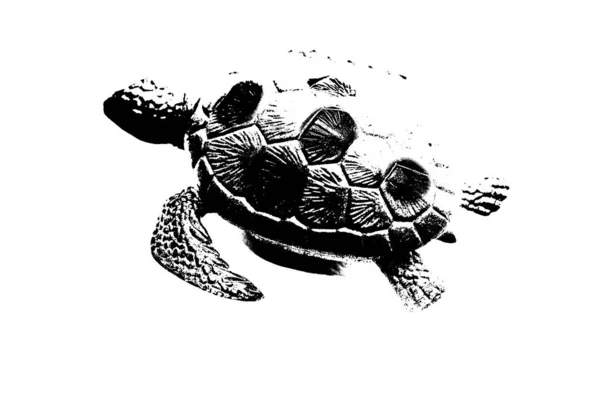 Чорний Силует Черепахи Ізольований Білому Тлі Рептилійні Тварини — стокове фото