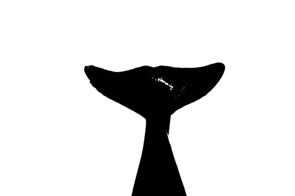 Schwarze Silhouette Des Fischschwanzes Isoliert Auf Weißem Hintergrund — Stockfoto