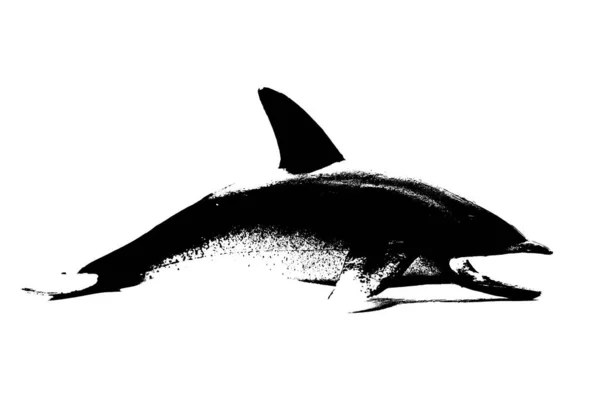 Чорний Силует Дельфіна Ізольований Білому Тлі Морська Істота — стокове фото
