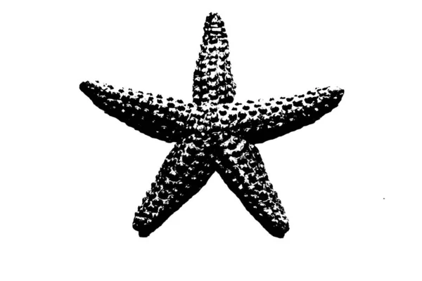 Silueta Estrella Mar Aislada Sobre Fondo Blanco Animal Invertebrado — Foto de Stock