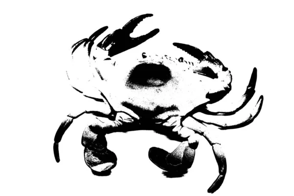Sylwetka Kraba Wyizolowanego Białym Tle Zwierzę Bezkręgowe — Zdjęcie stockowe