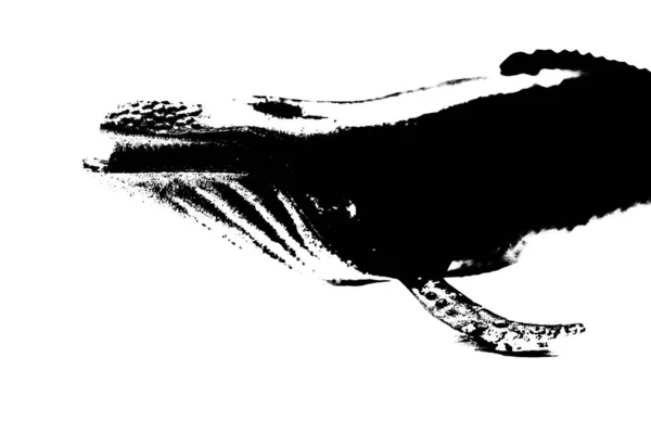 Чорний Силует Горбатого Кита Ізольований Білому Тлі Найбільша Морська Істота — стокове фото