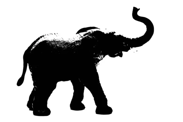 Silueta Sloního Modelu Stojí Izolované Bílém Pozadí — Stock fotografie