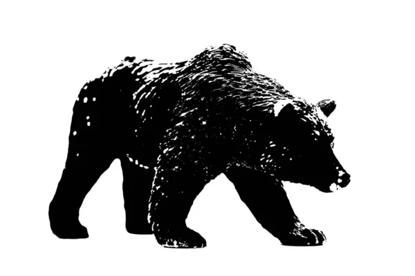 Silhueta Urso Grande Modelo Stand Isolado Fundo Branco Imagem De Stock