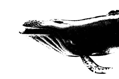 Beyaz arka planda izole edilmiş kambur balina silueti, en büyük memeli deniz yaratığı.