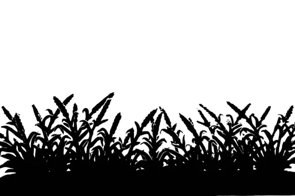 Zwart Grassilhouet Geïsoleerd Witte Achtergrond — Stockfoto