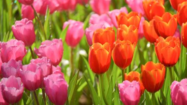 beautiful pink and orange tulip in the garden, natural background