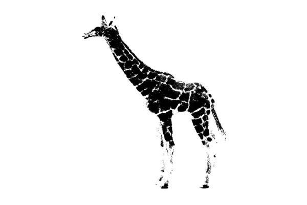 Silhouette Del Modello Giraffa Stand Isolato Sfondo Bianco — Foto Stock