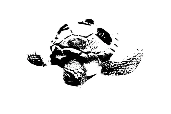 Silhueta Preta Tartaruga Isolada Sobre Fundo Branco Réptil Animal — Fotografia de Stock