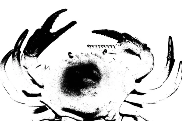 在白色背景下分离的无脊椎动物蟹的轮廓 — 图库照片