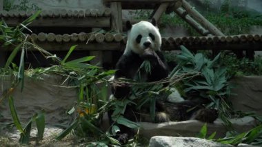 Hayvanat bahçesinde bambu yiyen dev panda, sevimli hayvan.
