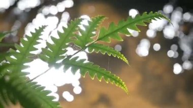 Dağ nehri su yüzeyi, yeşil eğreltiotu yaprağıyla yavaş çekimde, şeffaf akarsu doğal arka planıyla