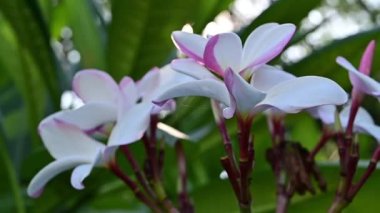 Bahçedeki beyaz su tesisatçısı çiçeğini güneş ışığıyla kapatın, yavaş çekim doğal sahne