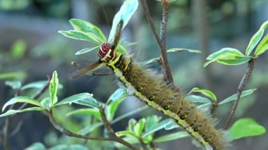 Yeşil yaprak üzerinde hareket eden ve yiyen güve tırtılı, yavaş çekim sahnesi doğal arka plan
