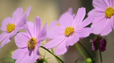 Yavaş çekim arı güzel pembe kozmos çiçek bahçesinde uçuyor.