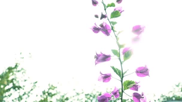 Pembe Bougainvillea Çiçeği Beyaz Gökyüzünde Dalgalanıyor Yavaş Çekim Doğal Sahne — Stok video