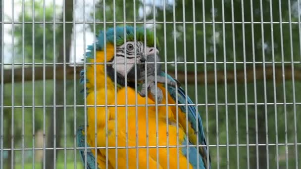 Piękna Macaw Klatce Tropikalne Zwierzę — Wideo stockowe