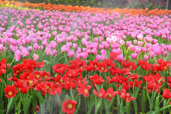Beautiful Red Pink Tulip Garden Natural Background — Photo